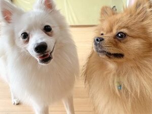 ペットホテルで新しいお友達が出来た犬ちゃん。