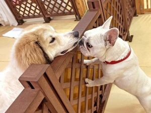 お友達とご挨拶をしている犬ちゃん。