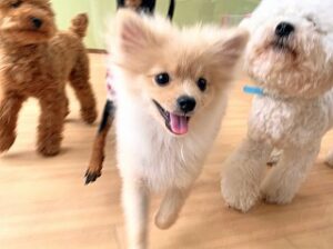 ペットホテルで元気に走り回る犬ちゃん。