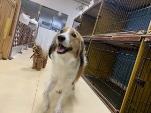 逃げる犬ちゃん