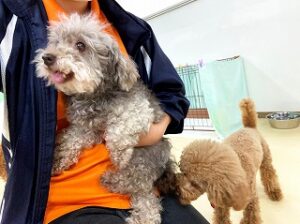 スタッフさんを独り占めする犬ちゃん。