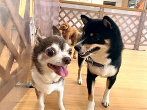 一緒に遊びたくて話しかける犬ちゃん。