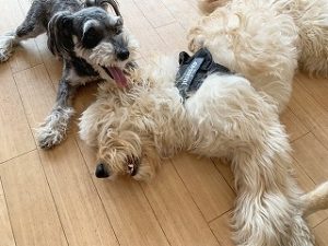 ペットホテルでのんびりくつろぐ犬ちゃん。