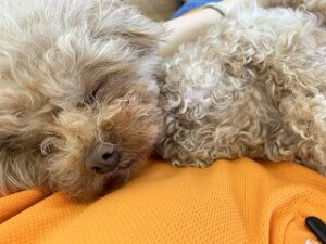 ペットホテルでのんびりお昼寝中の犬ちゃん。