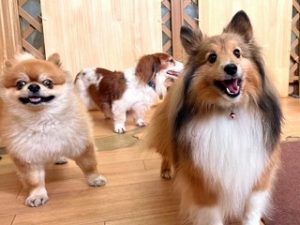 ペットホテルで元気に走り回る犬ちゃん。