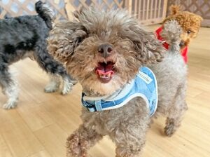 ペットホテルで元気に走り回る犬ちゃん。