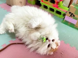 おもちゃに夢中な猫ちゃん。