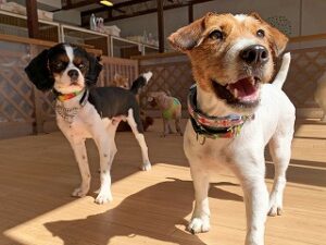 日光浴中の犬ちゃん。