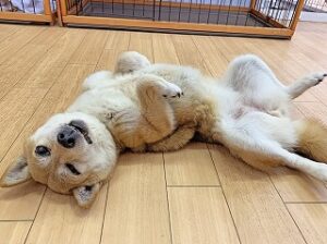 ペットホテルでくつろぐ犬ちゃん。