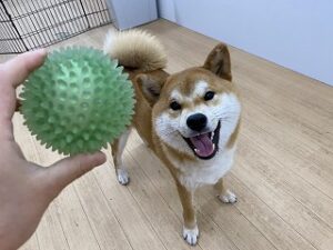 ボールで遊ぶ柴犬君