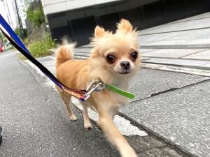 お散歩中の犬ちゃん。