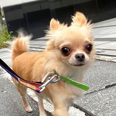 お散歩中の犬ちゃん。