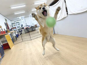 ボールに向かってジャンプする犬ちゃん