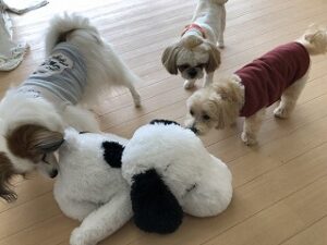 ペットホテルのぬいぐるみで遊ぶ犬達