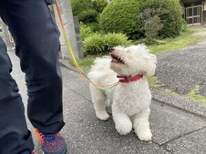 朝夕二回のお散歩