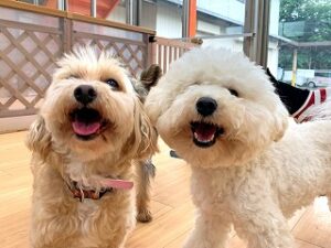 ペットホテルで新しいお友達が出来た犬ちゃん。