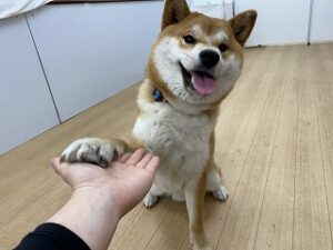 お手をする柴犬ちゃん