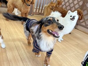 ペットホテルで元気に走り回る犬ちゃん。