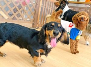 ペットホテルで元気に走り回る犬ちゃん。