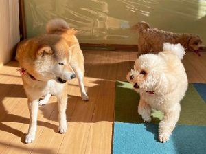 はじめましてのご挨拶をしている犬ちゃん。