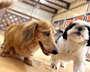 ペットホテルを探検中の犬ちゃん