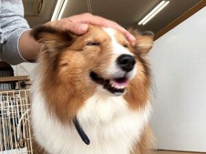 なでなでが気持ちよさそうな犬ちゃん。