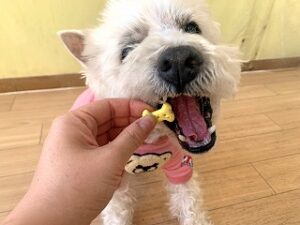 おやつを食べている犬ちゃん。