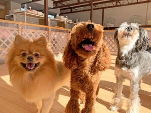 ペットホテルでのんびりくつろぐ犬ちゃん。