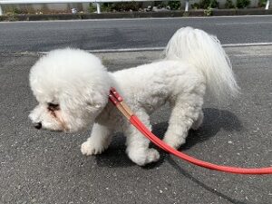 マイペースな犬ちゃん