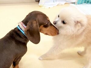 一緒に遊びたがっている犬ちゃん。