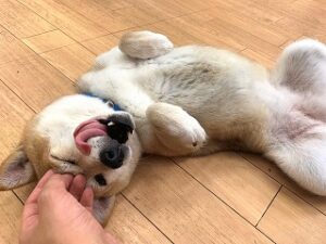 ペットホテルのスタッフさんに甘える犬ちゃん。