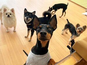 カメラを独り占めする犬ちゃん。