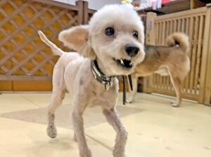 ペットホテルをお散歩中の犬ちゃん。