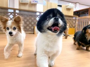 ペットホテルを探検中の犬ちゃん。