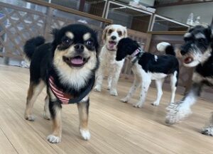 チワワの犬ちゃん