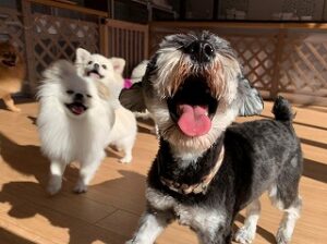 ペットホテルのスタッフさんと一緒に遊びたい犬ちゃん。