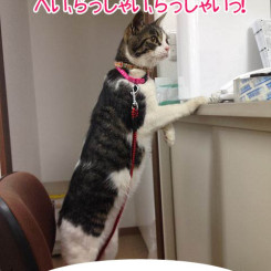 猫ちゃんの店番