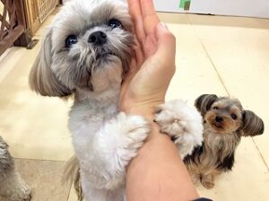 スタッフさんに腕に飛びつく犬ちゃん。