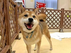 ペットホテルをお散歩中の犬ちゃん。