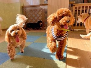 ペットホテルで元気に走り回る犬ちゃん。