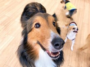 ペットホテルのスタッフさんと一緒に遊びたい犬ちゃん。