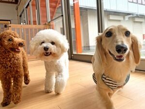 ペットホテルでのんびりお散歩をしている犬ちゃん。