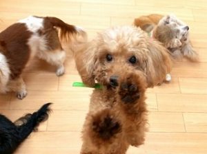 ペットホテルのスタッフさんと遊ぶ犬ちゃん。