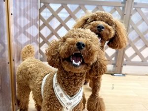 ひょっこり顔を出す犬ちゃん。