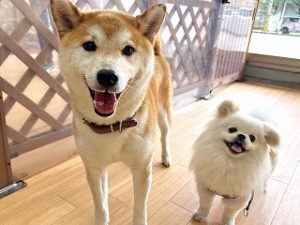 ペットホテルで新しいお友達が出来た犬ちゃん。