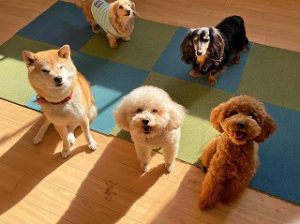 みんなでお座りをしている犬ちゃん達。