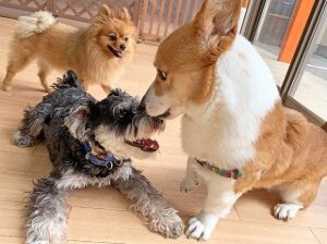 じゃれあう犬ちゃん達。