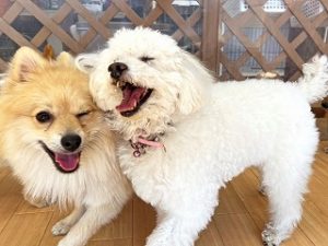 いつも一緒にいる仲良し犬ちゃん。