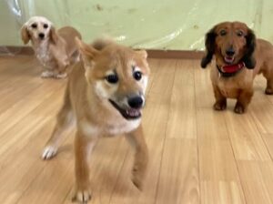 ペットホテルのスタッフさんとゲームをしている犬ちゃん。