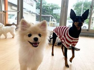 ペットホテルでかけっこをしている犬ちゃん。